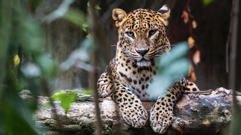 national parks like Yala and Ussangoda