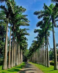 Mirijjawila Botanic Garden